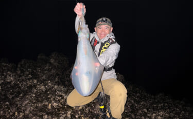 2026年の伊豆エリアの春アオリイカ【 X DAY 】を予測　磯の回遊…