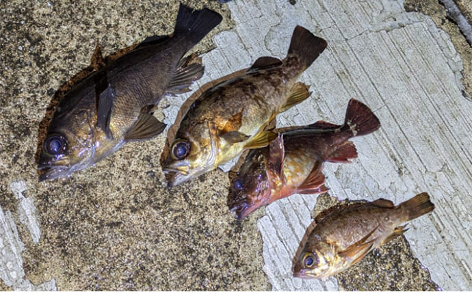 夜のメバリングで20cm級メバルヒット【兵庫】潮の緩みとクリアカラーが決め手