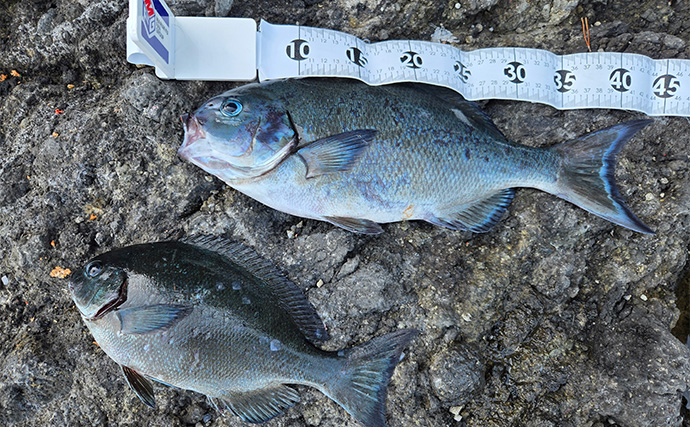 シーズン終盤の寒メジナ釣りで42cm尾長を捕獲成功！【静岡】細ハリス変更が的中