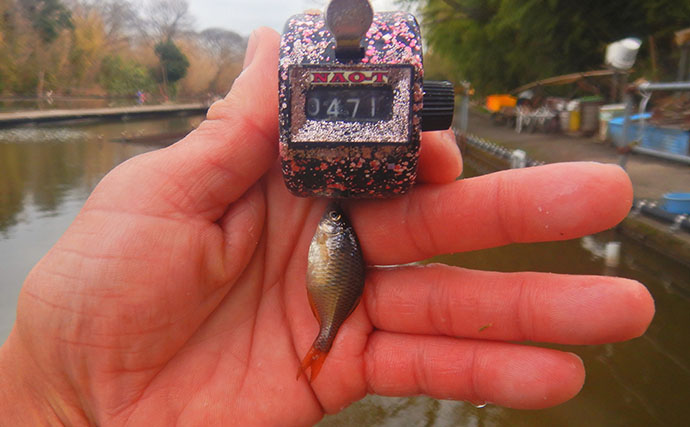 「タナゴ500尾超え！」道満河岸ヘラ鮒釣場での淡水小物釣りで数釣り満喫