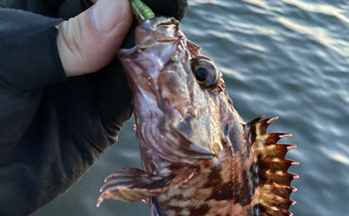 「根掛かり回避のため？」チニングで【オフセットフックが推奨される理由】