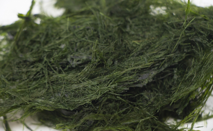 ブランド海苔「四万十川の青のり」に深刻な不漁続く　陸上養殖が対策の決め手か？