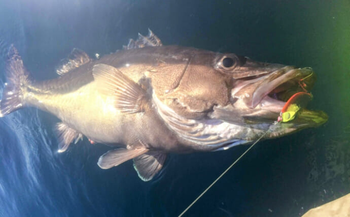 二重に間違われる可哀想な超高級魚『アラ』　知名度は低いけど味は抜群