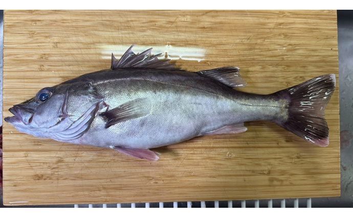 二重に間違われる可哀想な超高級魚『アラ』　知名度は低いけど味は抜群