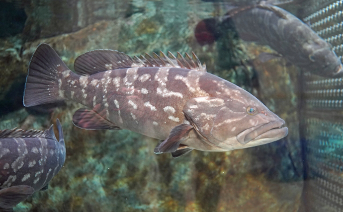 二重に間違われる可哀想な超高級魚『アラ』　知名度は低いけど味は抜群