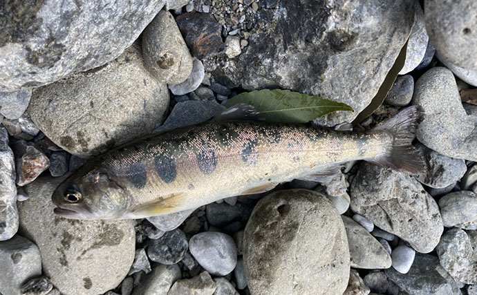 解禁直後の奥多摩で渓流釣りを堪能　エサ釣りでニジマスにヤマメを手中