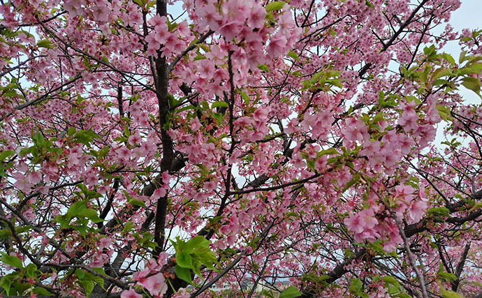 春の河川で75cmシーバスをキャッチ！【千葉】バイブレーション早巻きに反応