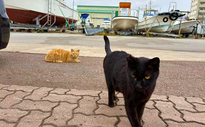 「投げる・誘う・また投げる！」 ボートGTキャスティングでメーター超えを狙う【石垣島】