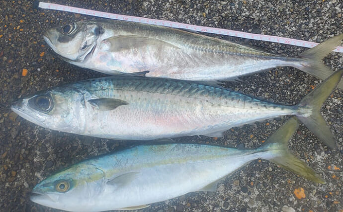 『直江津港第三東防波堤』の遠投サビキ釣りで37cm大アジ釣れた！ワカシも回遊中