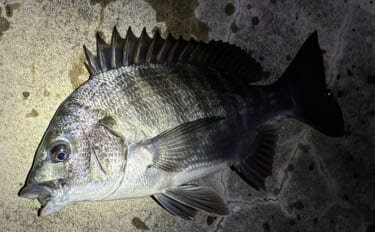 「根掛かり回避のため？」チニングで【オフセットフックが推奨される理由】