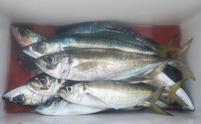 『直江津港第三東防波堤』の遠投サビキ釣りで37cm大アジ釣れた！ワカシも回遊中