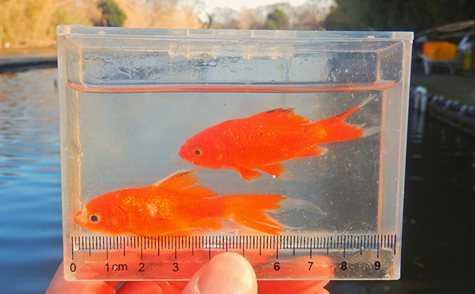 淡水小物釣りでバラタナゴ4束オーバー！【道満河岸ヘラ鮒釣場】開始から爆釣スタート