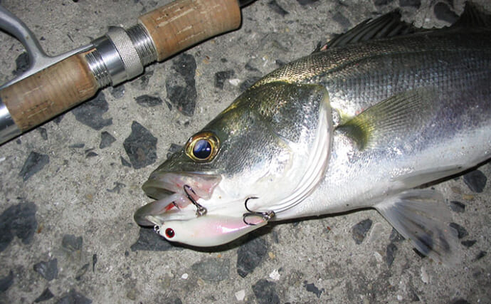 「早春のベイトは小型！」サーフの【マイクロベイトパターン】シーバスゲーム攻略術