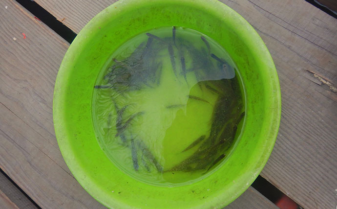 「タナゴ500尾超え！」道満河岸ヘラ鮒釣場での淡水小物釣りで数釣り満喫