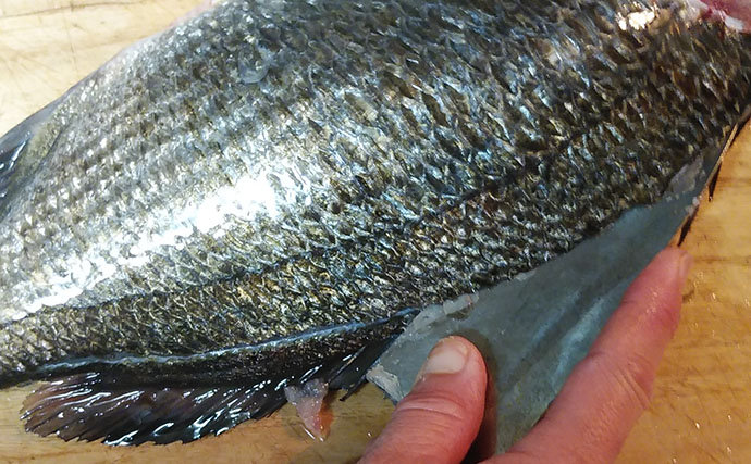 釣魚で作る「春の旬魚」レシピ：春チヌの磯辺揚げ　フワフワ食感を楽しもう