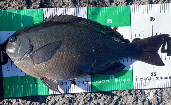 伊豆大島のメジナ釣りで39cm良型手中　サイズアップ連発の好展開