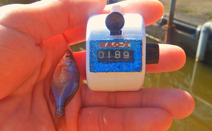 淡水小物釣りでバラタナゴ4束オーバー！【道満河岸ヘラ鮒釣場】開始から爆釣スタート