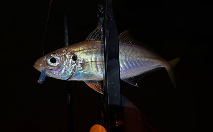 ライトゲームアングラーが実践する「風」対策 【ライン選択・リグ重量・キャスト角度】