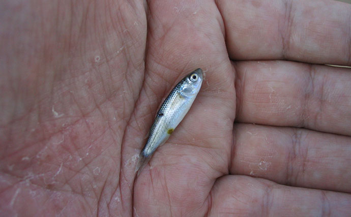 「早春のベイトは小型！」サーフの【マイクロベイトパターン】シーバスゲーム攻略術