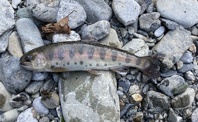 解禁直後の奥多摩で渓流釣りを堪能　エサ釣りでニジマスにヤマメを手中
