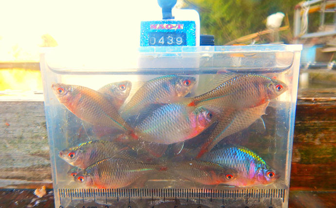 淡水小物釣りでバラタナゴ4束オーバー！【道満河岸ヘラ鮒釣場】開始から爆釣スタート