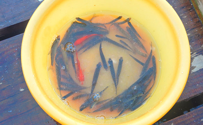 淡水小物釣りでバラタナゴ4束オーバー！【道満河岸ヘラ鮒釣場】開始から爆釣スタート