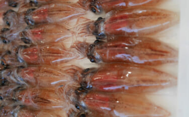 「鮮度抜群でも踊り食いは絶対NG！」 富山のホタルイカすくいは今年チャ…