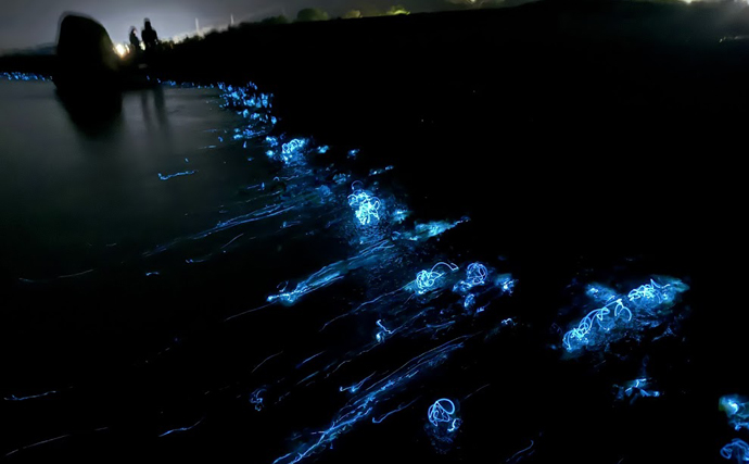 「鮮度抜群でも踊り食いは絶対NG！」 富山のホタルイカすくいは今年チャンスかも？