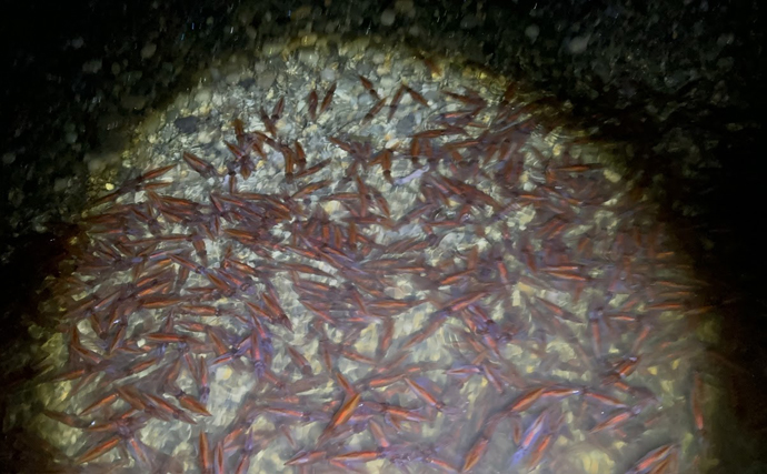 「鮮度抜群でも踊り食いは絶対NG！」 富山のホタルイカすくいは今年チャンスかも？