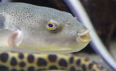 知床でフグを地産地消する動き　今までは「厄介な未利用魚」だった？