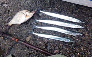 鹿島港サヨリ釣りで本命4匹と苦戦【茨城】まきエサワークとアワセが重要か