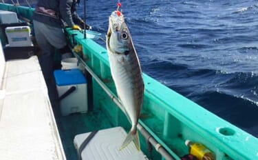 東京湾金谷沖の金アジを釣る！【勘次郎丸】タナ取りの正確さで釣果に大きな…