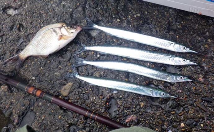 鹿島港サヨリ釣りで本命4匹と苦戦【茨城】まきエサワークとアワセが重要か