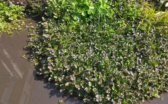 「野草採りのシーズン到来！」 毒草の勉強をして荒川河川敷でセリとクレソンを採取成功