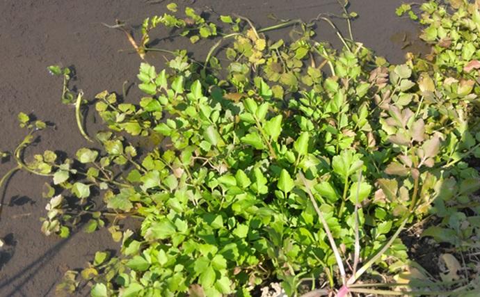 「野草採りのシーズン到来！」 毒草の勉強をして荒川河川敷でセリとクレソンを採取成功