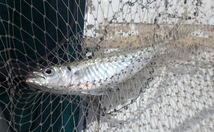 東京湾金谷沖の金アジを釣る！【勘次郎丸】タナ取りの正確さで釣果に大きな差