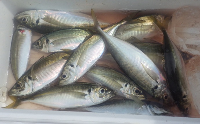 東京湾金谷沖の金アジを釣る！【勘次郎丸】タナ取りの正確さで釣果に大きな差