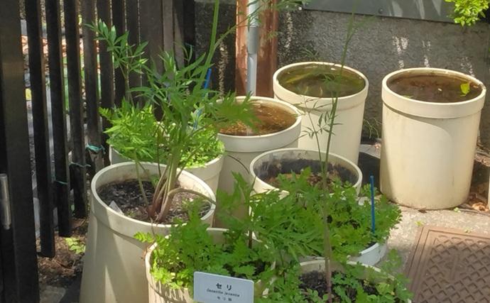 「野草採りのシーズン到来！」 毒草の勉強をして荒川河川敷でセリとクレソンを採取成功