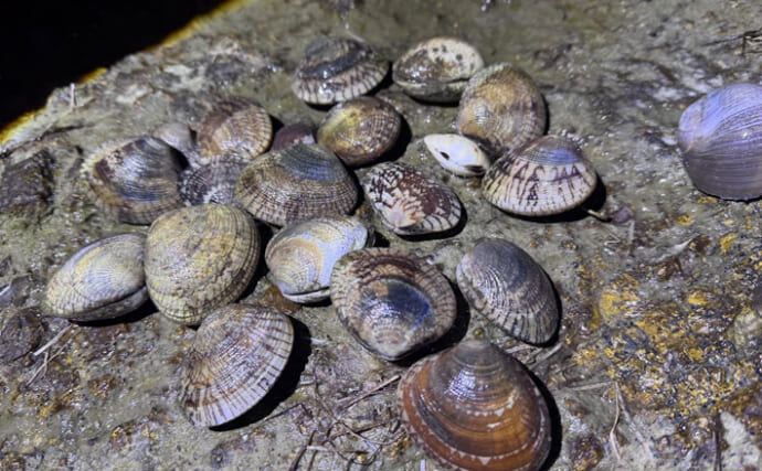 アサリと間違われがちな美味貝「ケマンガイ」　採るのはアサリよりも難しい？
