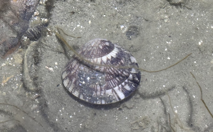 アサリと間違われがちな美味貝「ケマンガイ」　採るのはアサリよりも難しい？