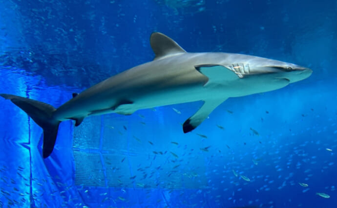 「怖い？可愛い？それとも美味しい？」 人によって変わるサメのイメージ