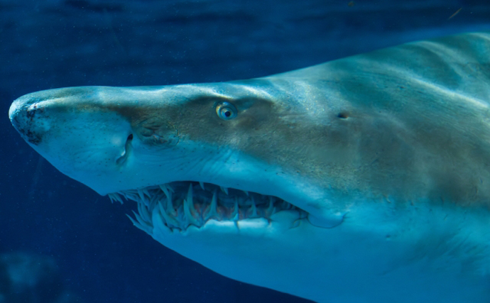 「怖い？可愛い？それとも美味しい？」 人によって変わるサメのイメージ