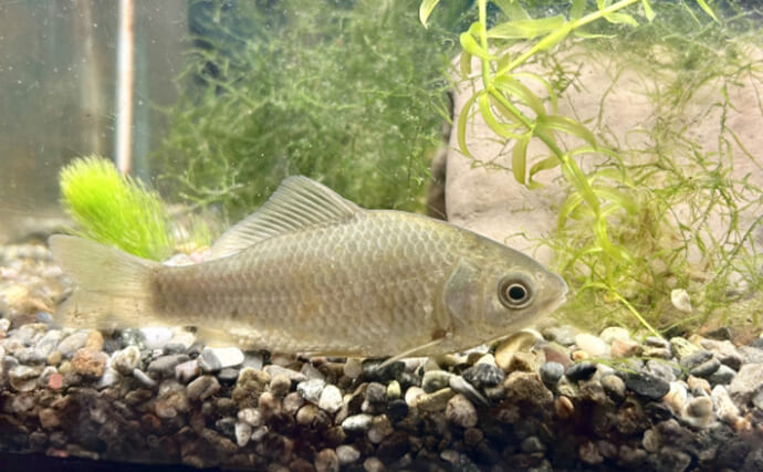 鉄砲（てっぽう）と呼ばれるサカナたち　「当たると死ぬ」が由来？