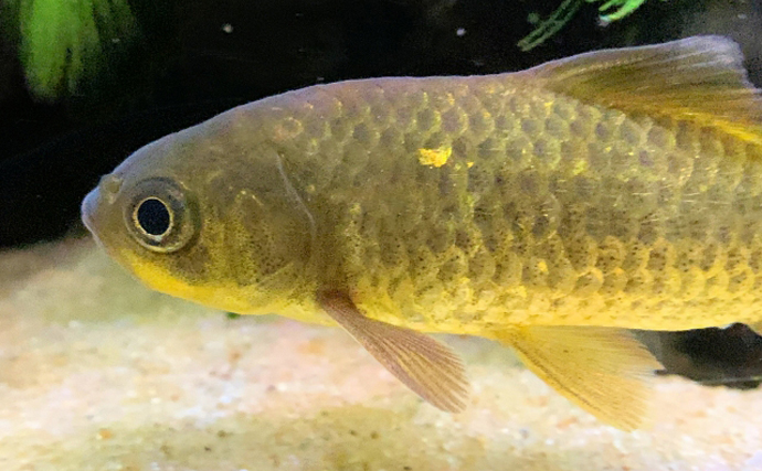 鉄砲（てっぽう）と呼ばれるサカナたち　「当たると死ぬ」が由来？