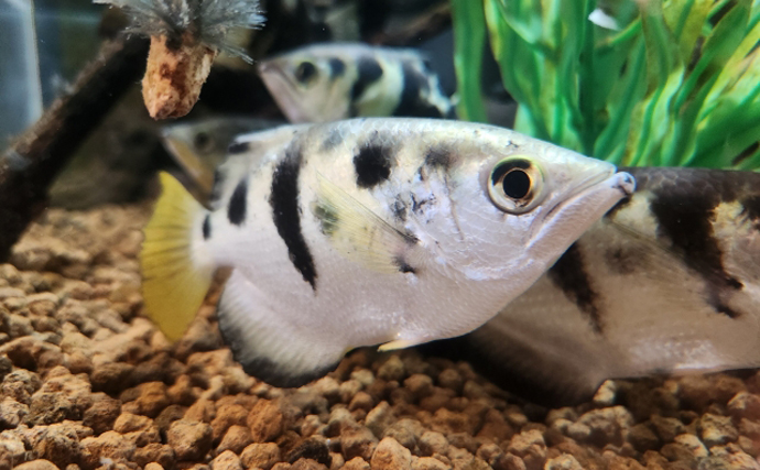 鉄砲（てっぽう）と呼ばれるサカナたち　「当たると死ぬ」が由来？