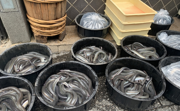 琵琶湖に放流したウナギが美味しくなる理由は「メスになって大きく成長する」から