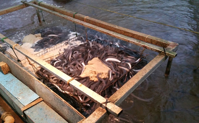 琵琶湖に放流したウナギが美味しくなる理由は「メスになって大きく成長する」から
