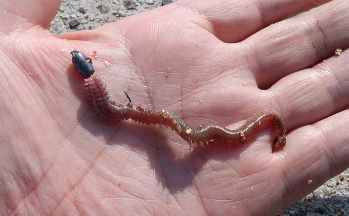 「ジグヘッド＋エサ」は波止釣り最強メソッド！ マイクロテンヤのボトムゲームを解説