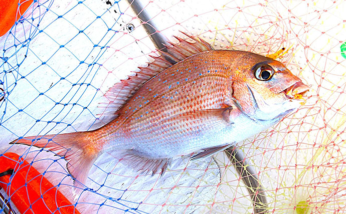 チョクリ仕掛けのマダイ釣りが開幕！ 全長8m8本針の仕掛けで35cm級マダイ3匹【兵庫】