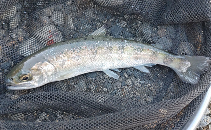 渓流魚をむやみに大量キープしない方が良い理由　学ぶべきルールとモラルとは？